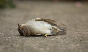 چهارشنبه‌سوری: جشن شادی یا کابوس برای حیوانات؟ تأثیرات منفی آتش‌بازی بر حیوانات خانگی، خیابانی و پرندگان و راهکارهای حفظ امنیت آن‌ها