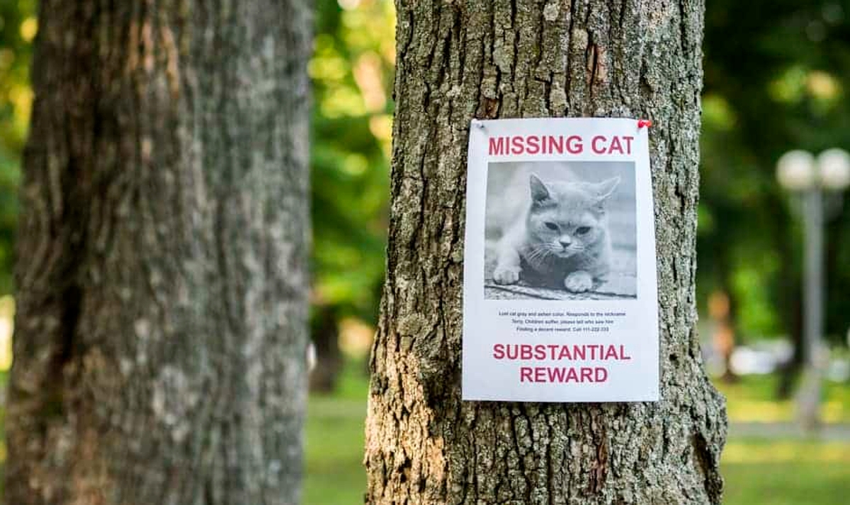 گربهام گم شده، چه کار کنم؟ راهنمای کامل برای پیدا کردن گربه گمشده