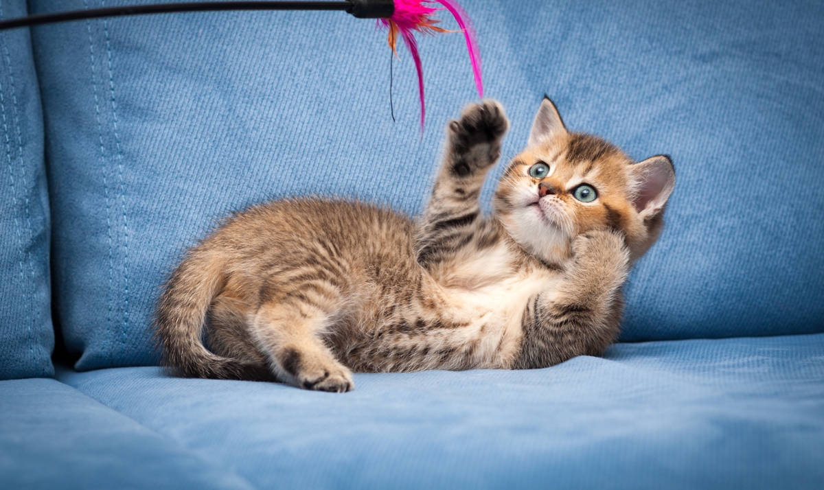 بازی‌های مناسب برای گربه‌ها