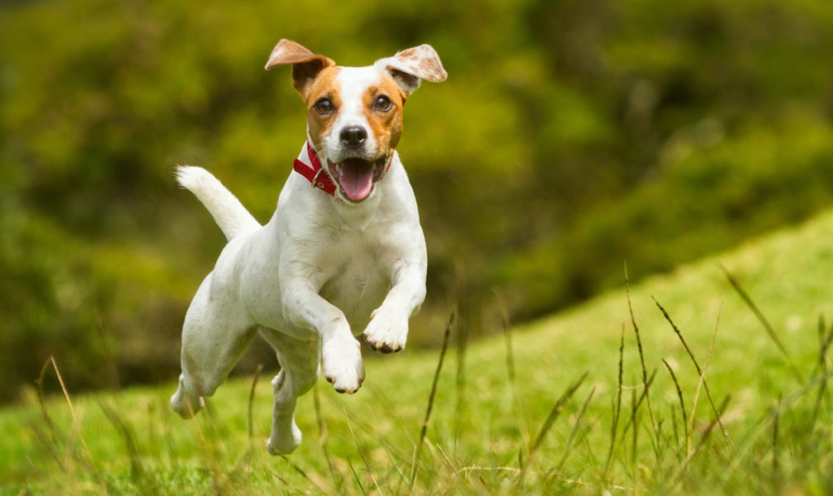 آیا عقیم کردن حیوانات درست است؟