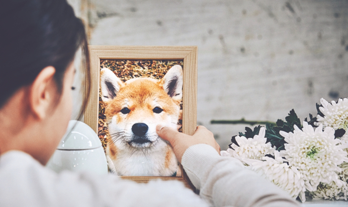 غم از دست دادن حیوان خانگی