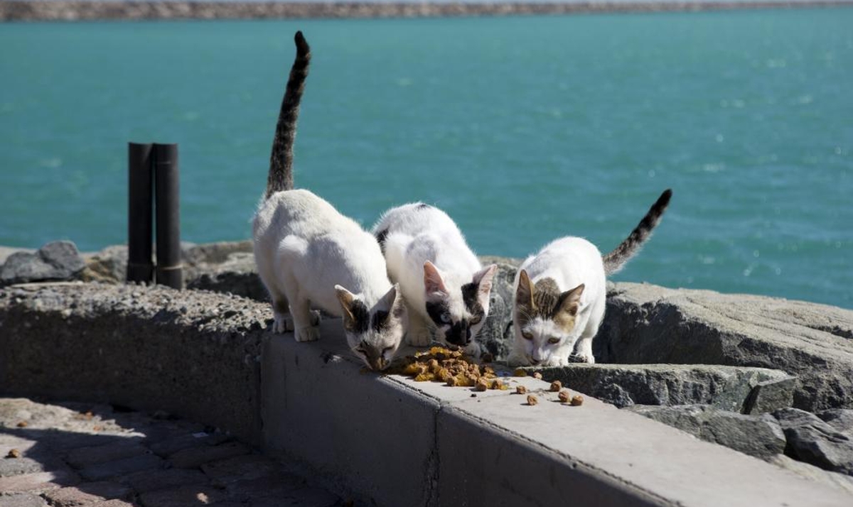 عقیم سازی و غذارسانی حیوانات خیابانی