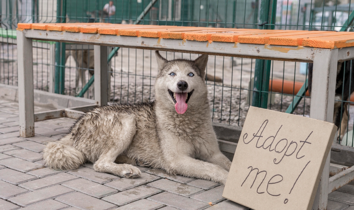 نخریم و به سرپرستی بگیریم