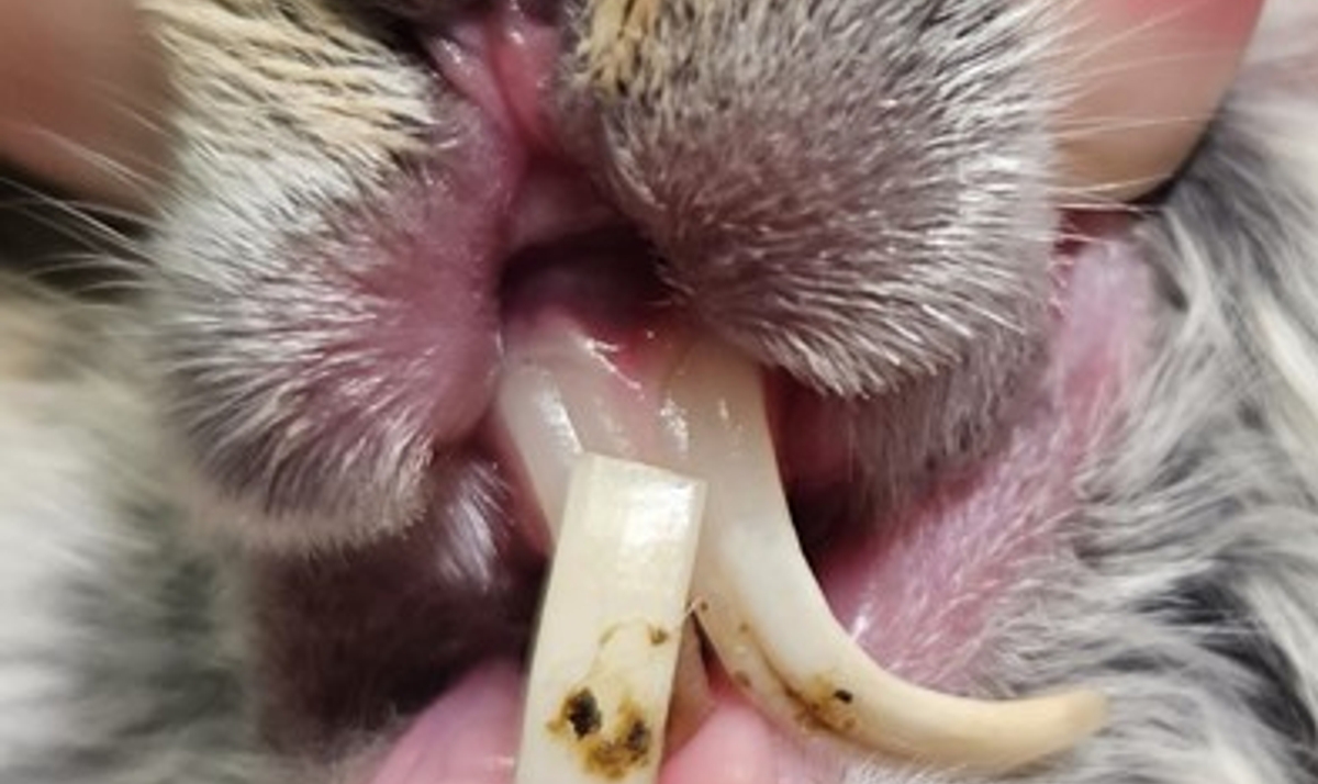 نکات مهم نگهداری خرگوش و رشد دندانهای آنها