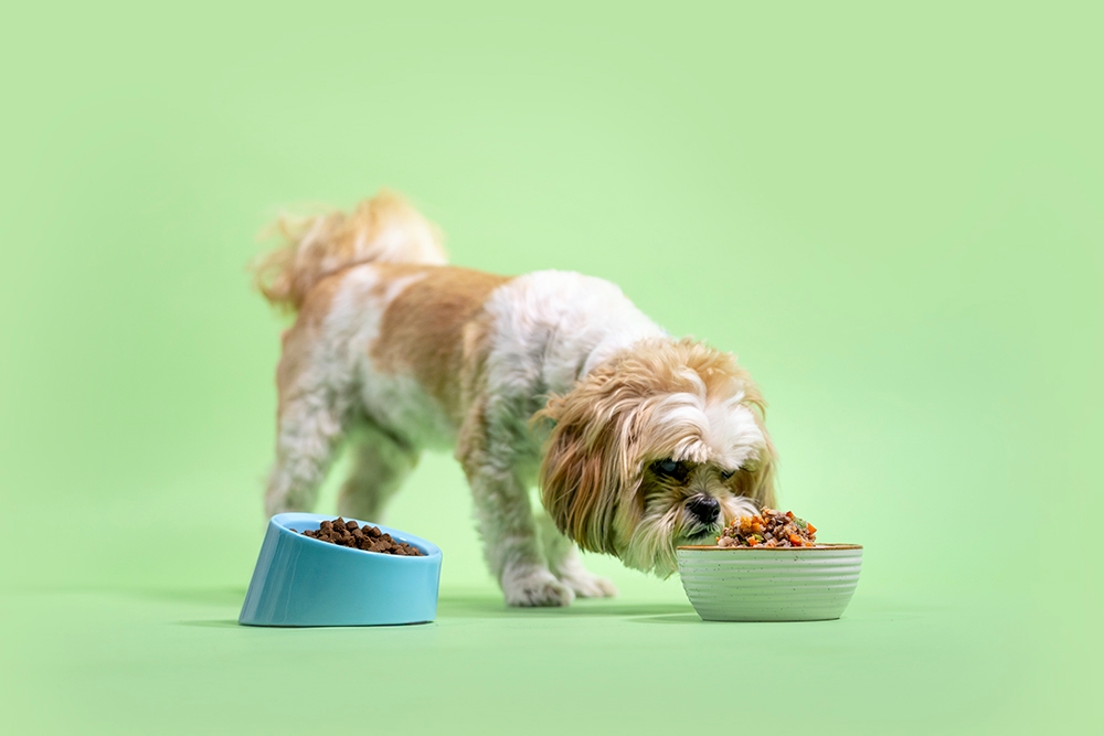 طرز تهیه غذای خانگی برای سگها