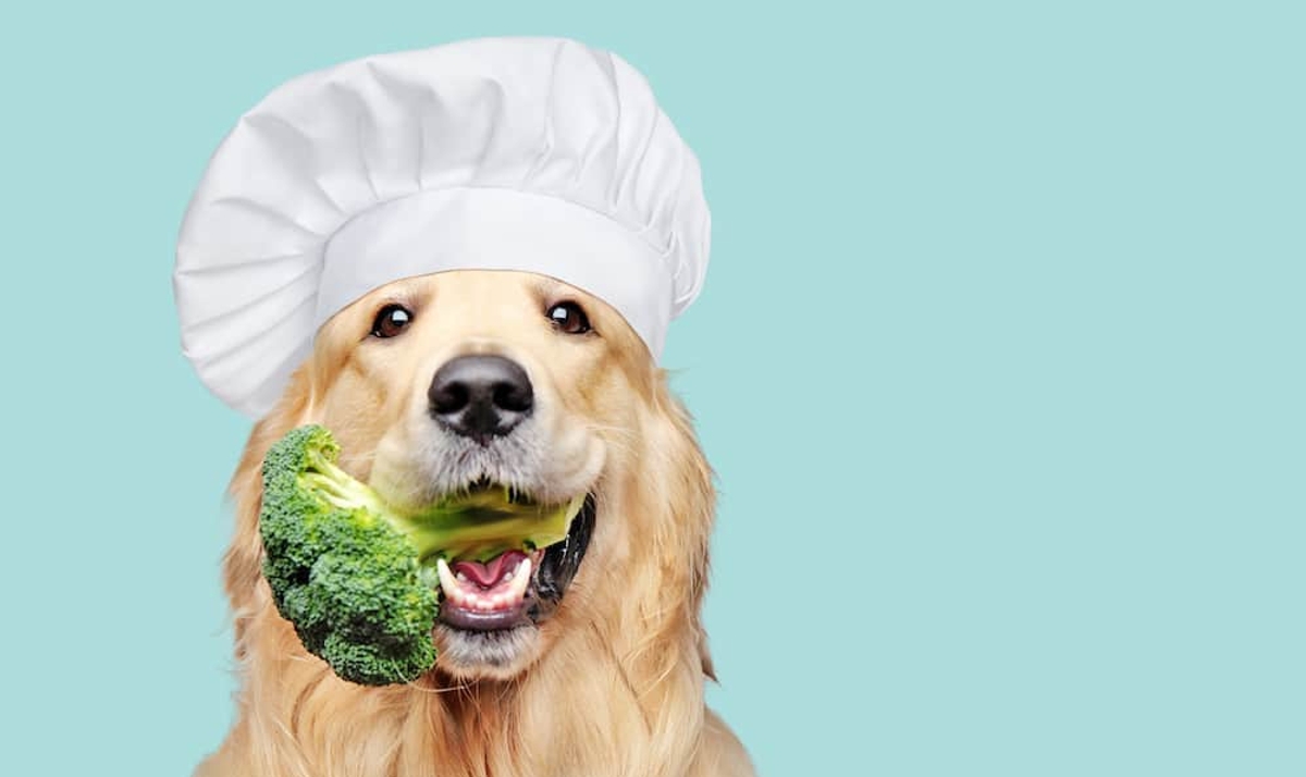 طرز تهیه غذای خانگی برای سگهای کوچک و سگ های عقیم شده