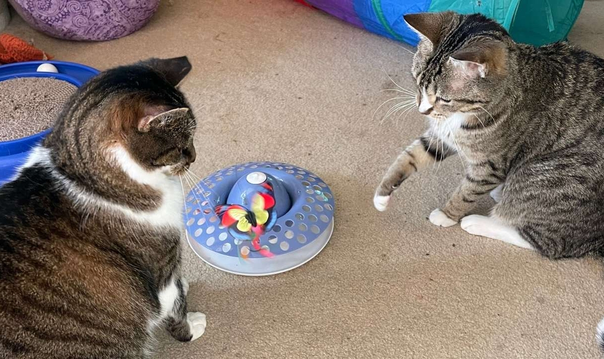 بازی‌های مناسب برای گربه‌ها