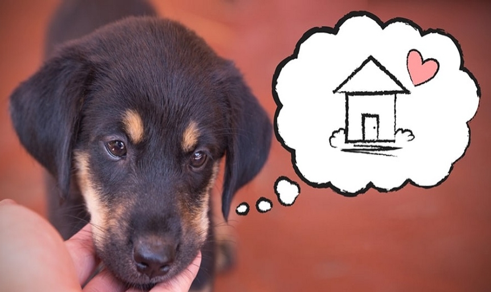 نکات واگذاری سگ ها | دلایل واگذاری سرپرستی و مراحل انجام این کار